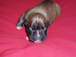 Boxer Dog Named Dude