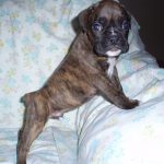 Boxer Dog Named Dude