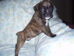 Boxer Dog Named Dude