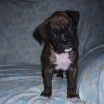 Boxer Dog Named Dude