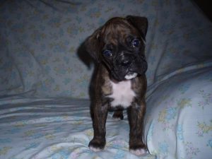 Boxer Dog Named Dude