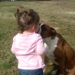 Boxer Dog Named Maximus