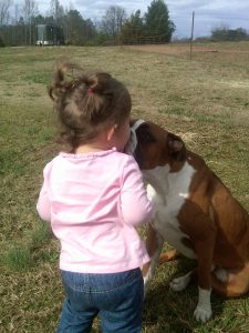 Boxer Dog Named Maximus