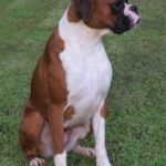 Maxie