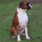 Maxie