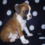 Maxie