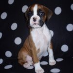 Maxie