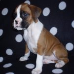 Maxie