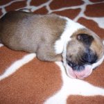 Maxie