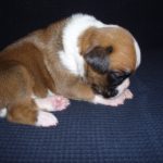 Maxie