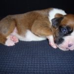Maxie