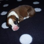 Maxie