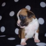 Maxie