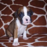 Maxie
