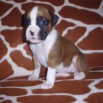 Maxie