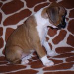 Maxie