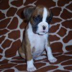 Maxie