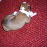 Boxer Dog Named Maximus