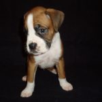 Boxer Dog Named Maximus