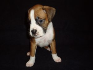 Boxer Dog Named Maximus