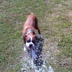 Boxer Dog Named Maximus