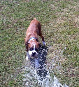 Boxer Dog Named Maximus