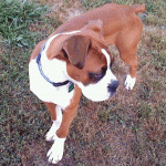 Boxer Dog Named Maximus