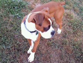 Boxer Dog Named Maximus