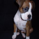 Boxer Dog Named Maximus