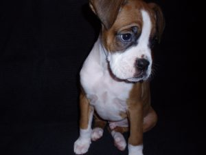 Boxer Dog Named Maximus