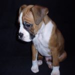 Boxer Dog Named Maximus
