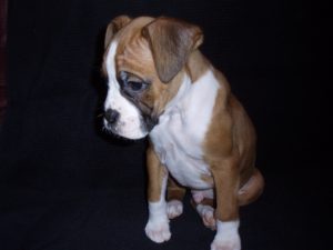 Boxer Dog Named Maximus