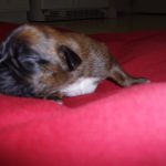 Boxer Dog Named Mirco