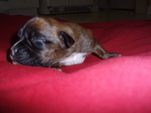 Boxer Dog Named Mirco