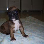 Boxer Dog Named Mirco