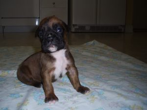 Boxer Dog Named Mirco