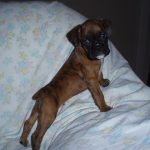 Boxer Dog Named Mirco