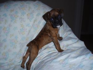 Boxer Dog Named Mirco