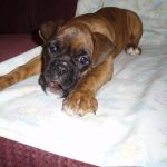 Boxer Dog Named Mirco