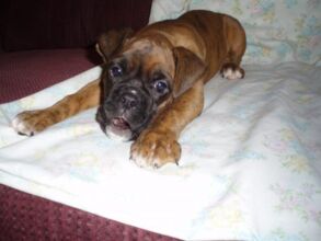 Boxer Dog Named Mirco