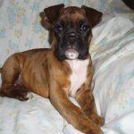 Boxer Dog Named Mirco