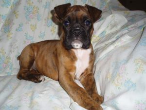 Boxer Dog Named Mirco