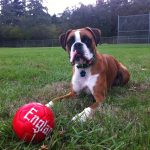 Boxer Dog Named Ozzie