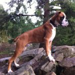 Boxer Dog Named Ozzie