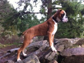Boxer Dog Named Ozzie