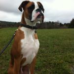 Boxer Dog Named Ozzie