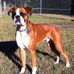 Boxer Dog Named Ozzie
