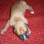 Boxer Dog Named Poppy