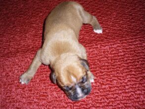 Boxer Dog Named Poppy