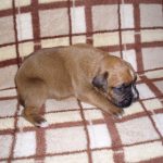 Boxer Dog Named Poppy
